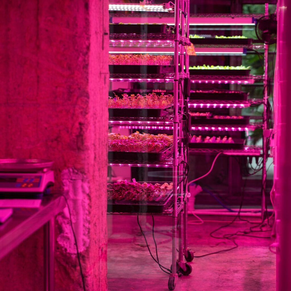 microgreen farm with racks and led grow lights