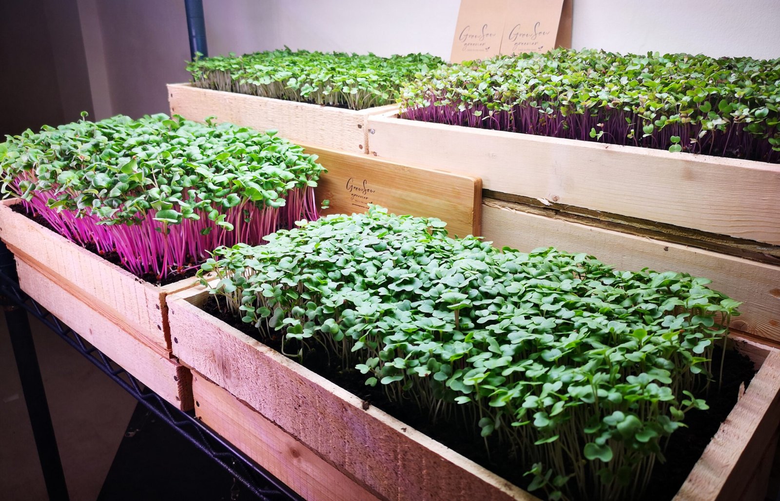 Fresh local microgreens from a small grower