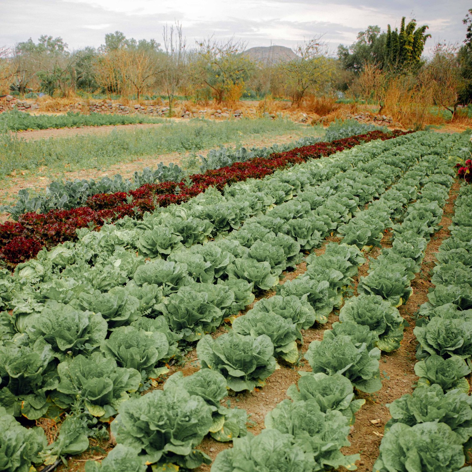 Local fresh produce from a smallholding