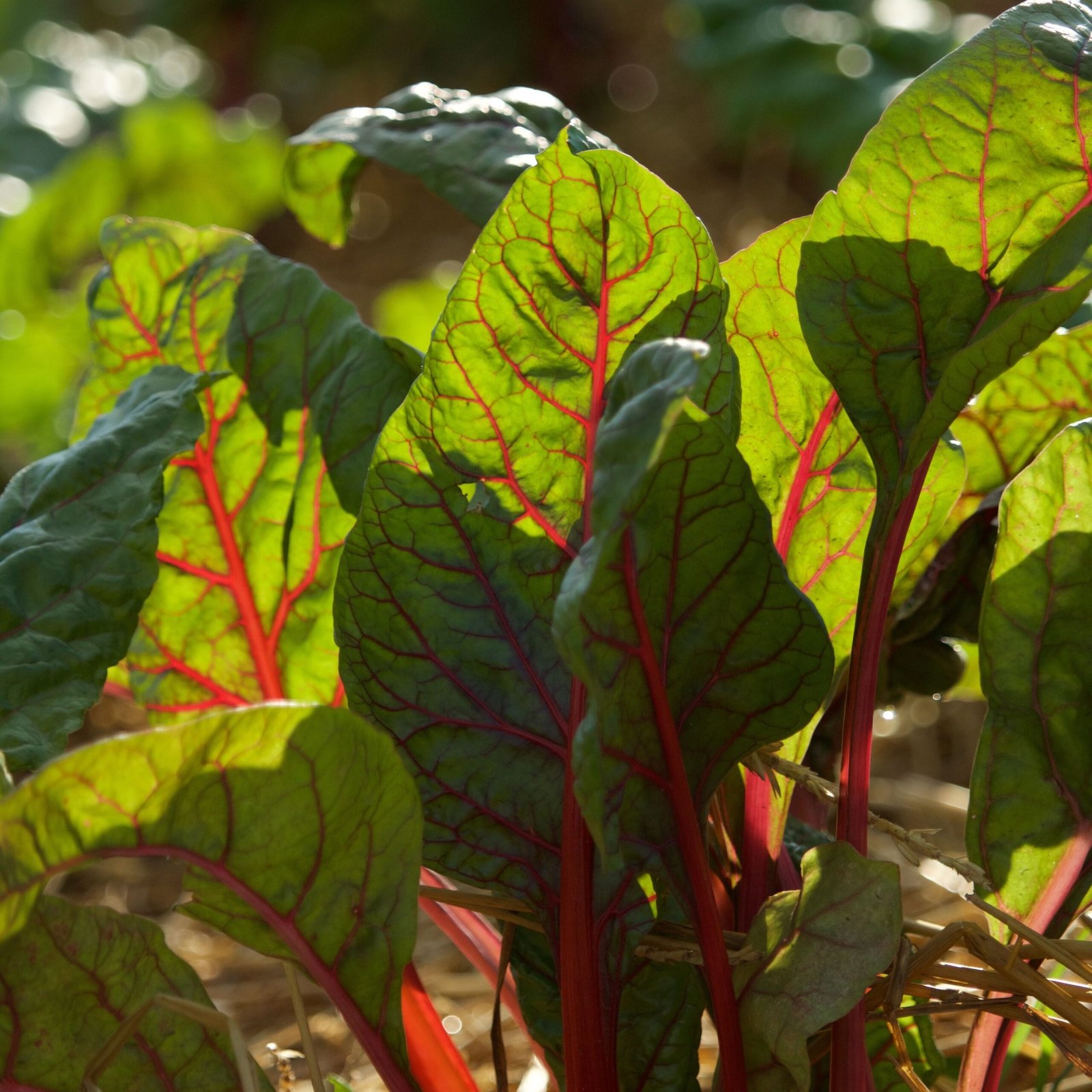 Local fresh produce from an independent grower