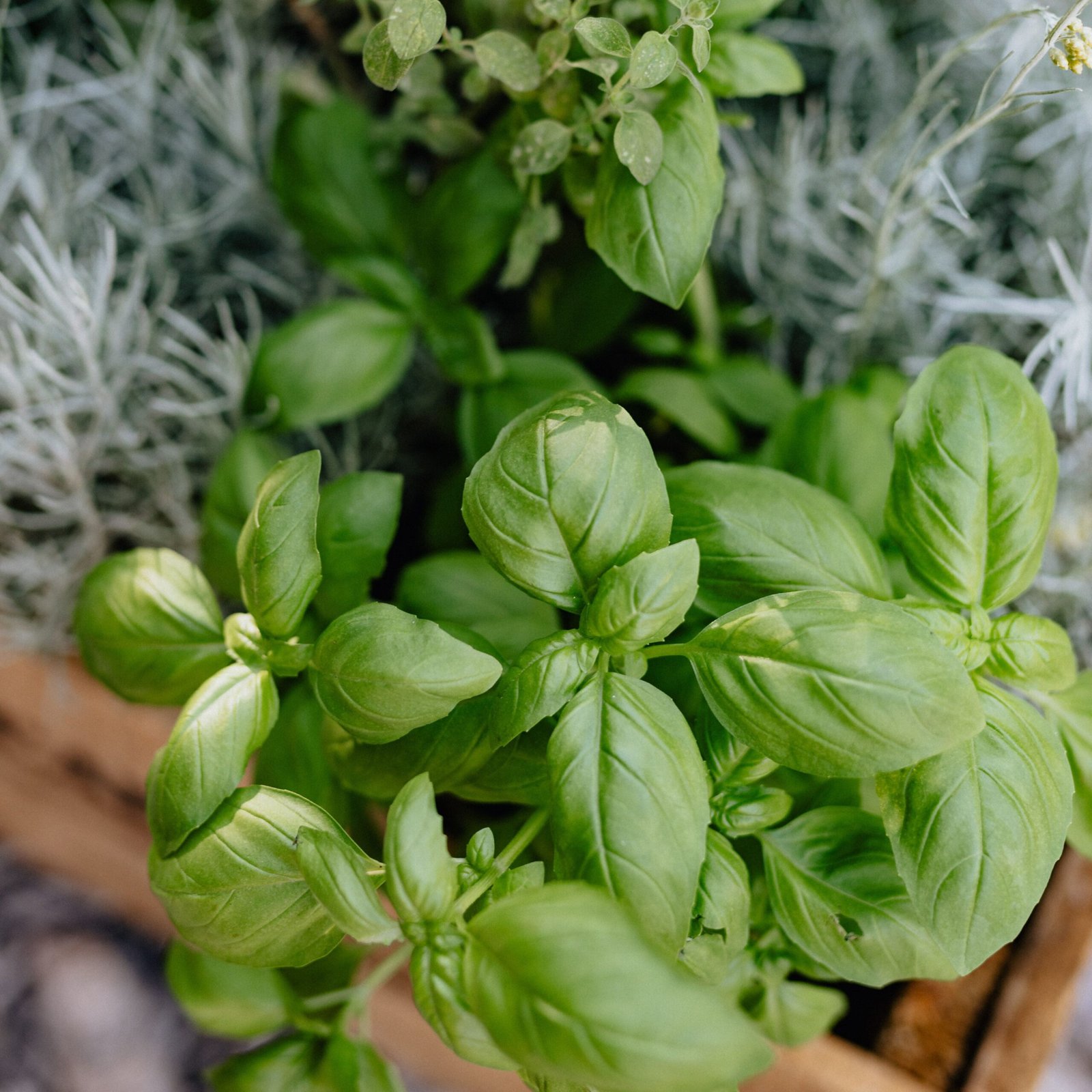 Local herbs and botanicals from an independent grower