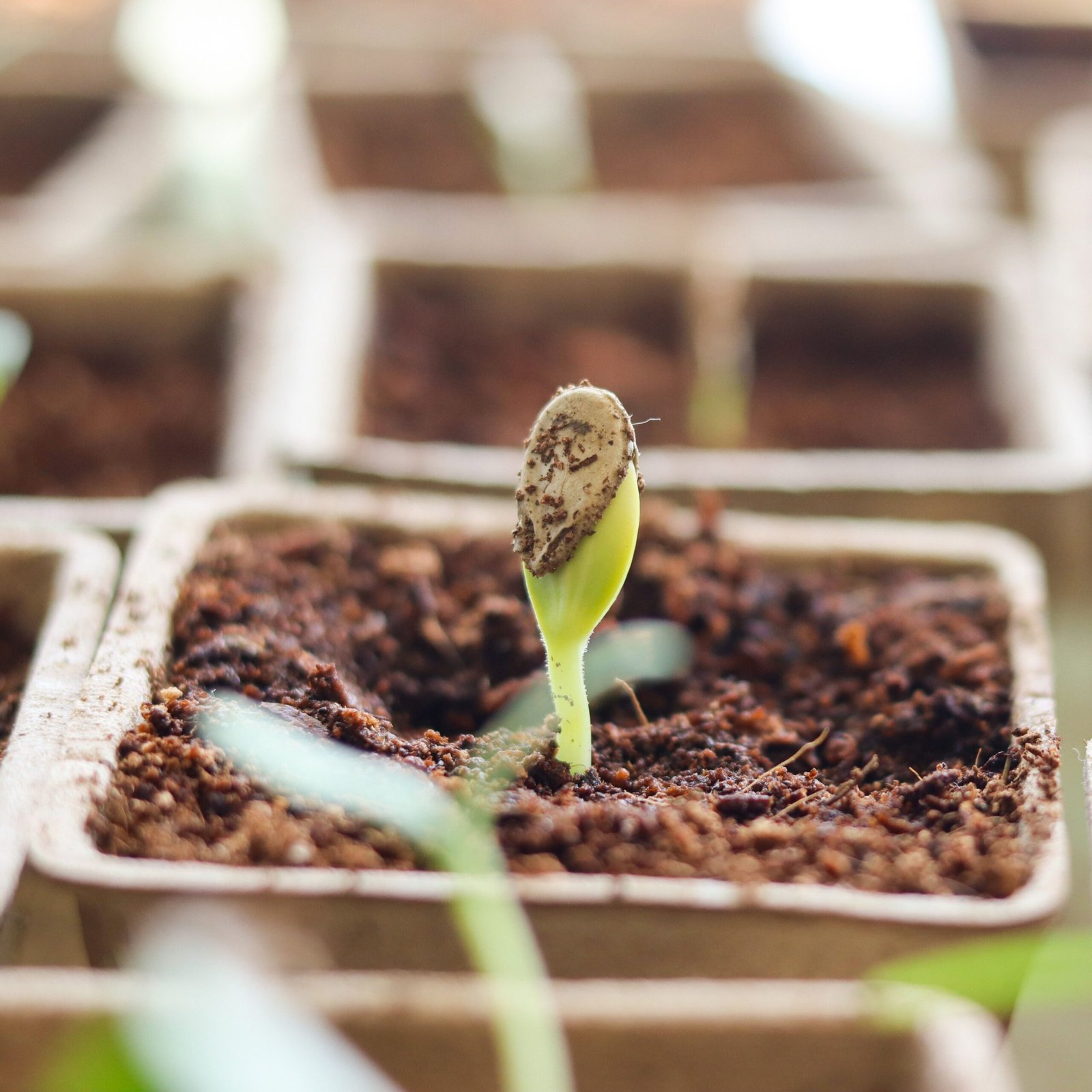 Tomato seedlings for sale from a local grower Local vegetable seedlings and herb plants Small plant nursery selling seasonal garden plants Local flowers, seedlings and gardening supplies